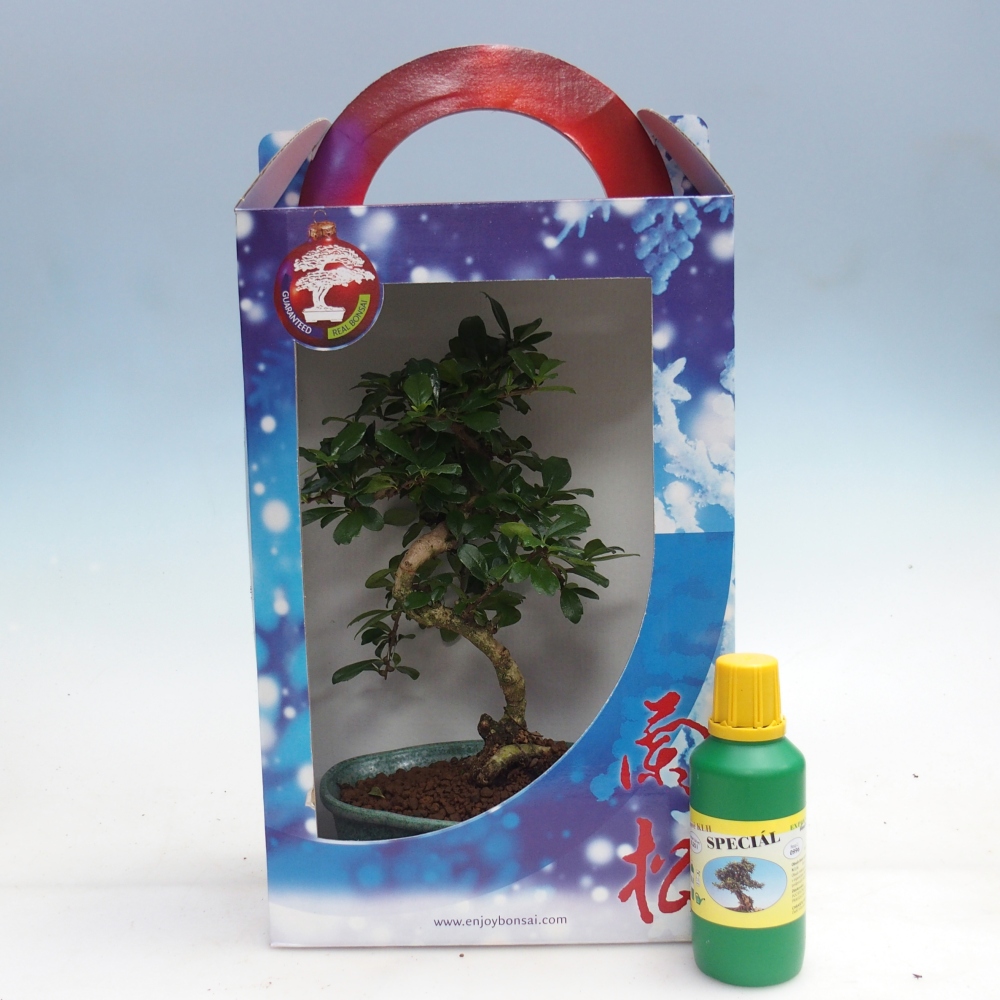 Kamerbonsai in geschenkverpakking Carmona microphylla - Thee fuki