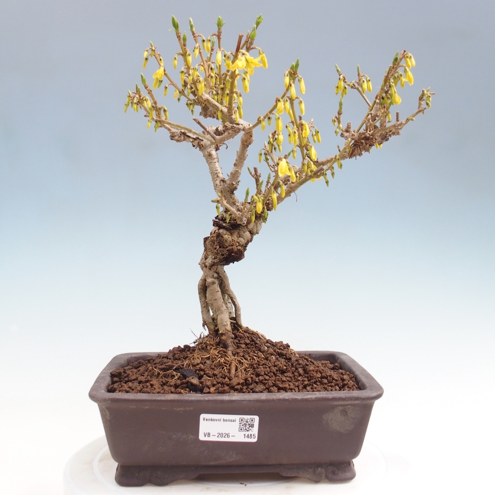 Bonsai voor buiten - Zlatice - Forsythia koreana