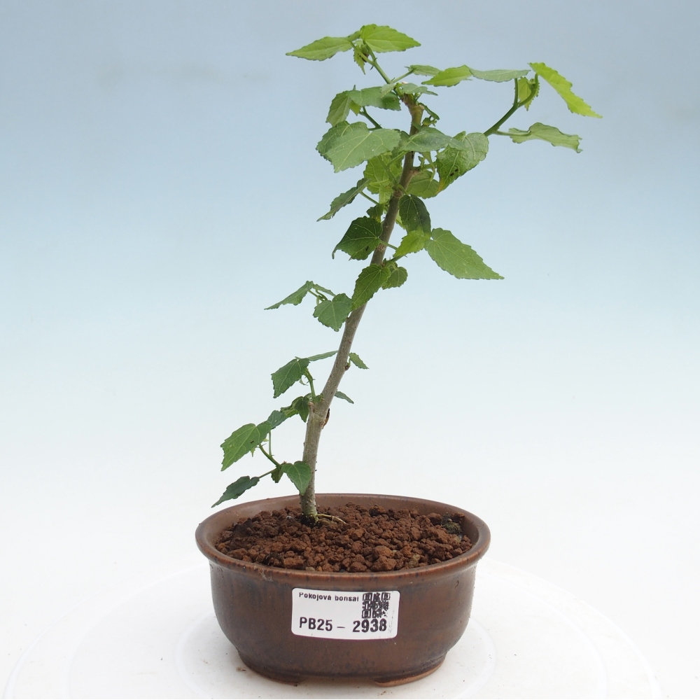 Bonsai voor binnen - Malvaviscus arboreus