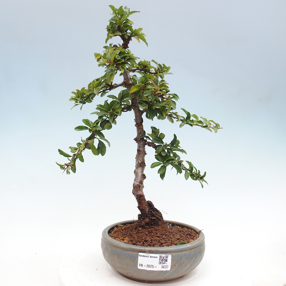 Bonsai-Pyracantha Teton voor buiten -Hlox
