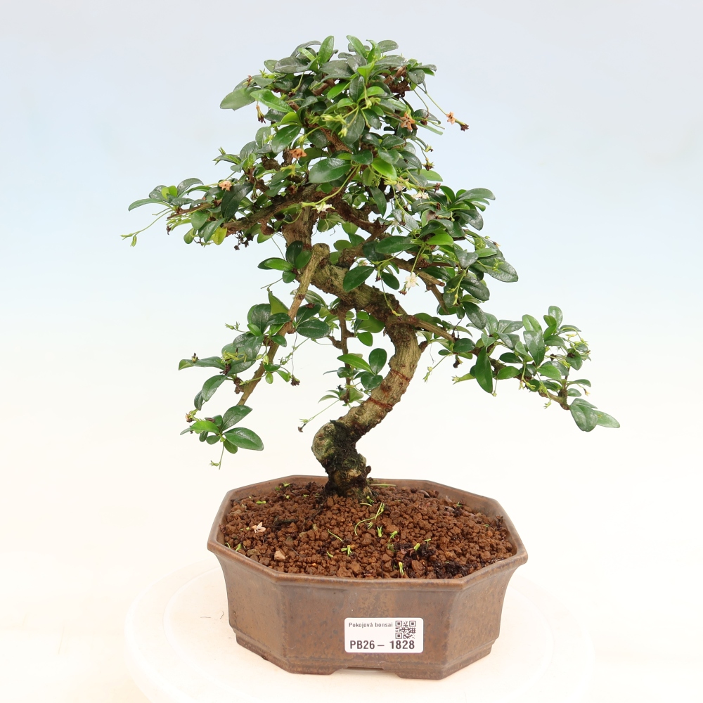 Kamerbonsai - Carmona macrophylla - Thee fuki