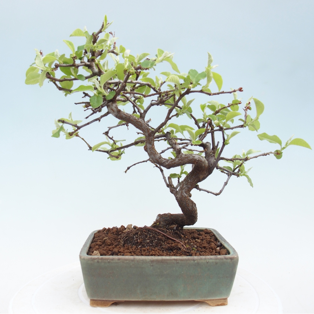 Bonsai voor buiten - Chaneomeles chinensis