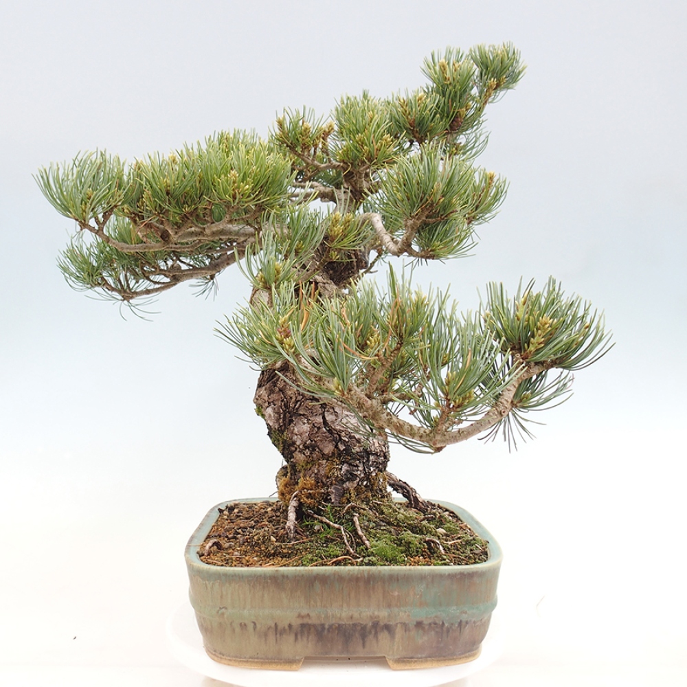 Bonsai voor buiten - Pinus parviflora - Pinus parviflora