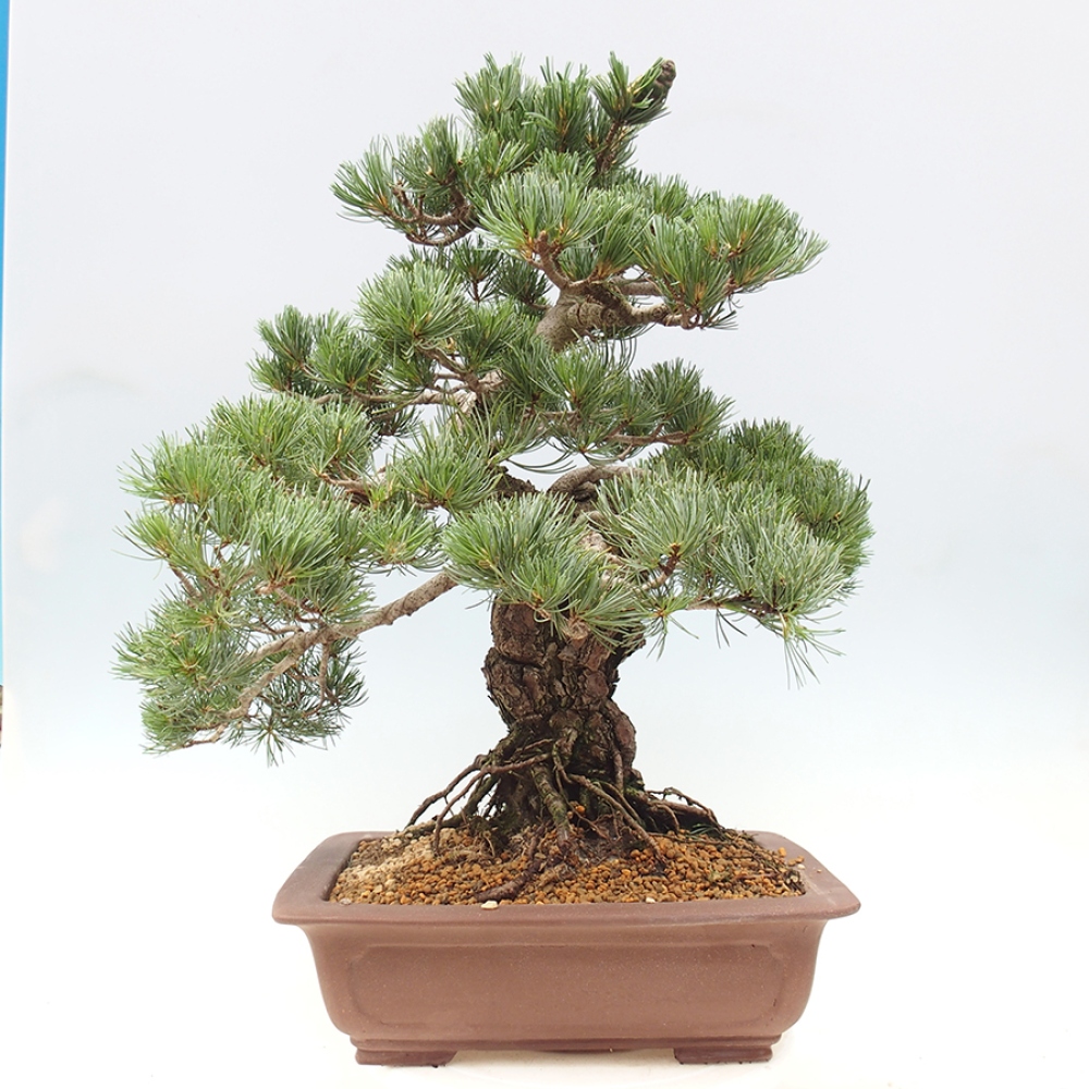 Bonsai voor buiten - Pinus parviflora - Pinus parviflora