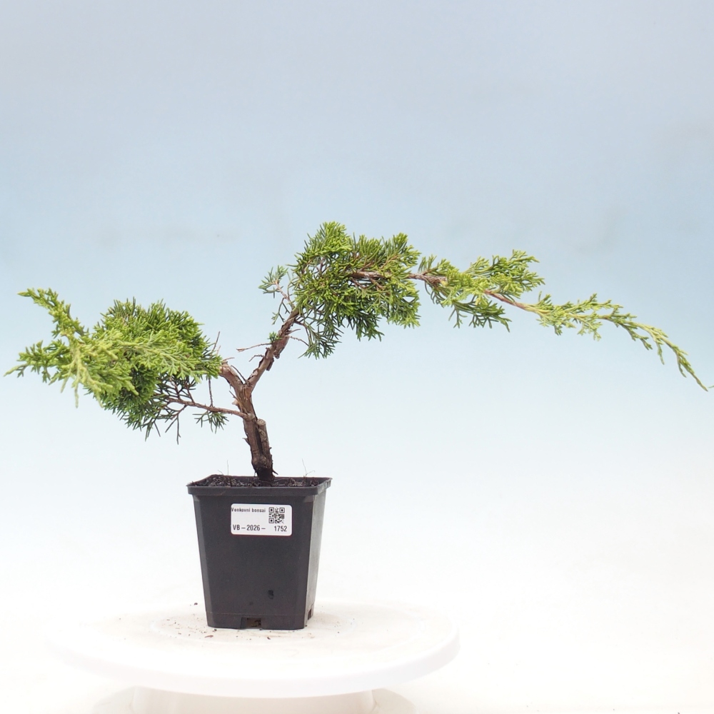 Bonsai voor buiten - Juniperus chinensis Itoigawa