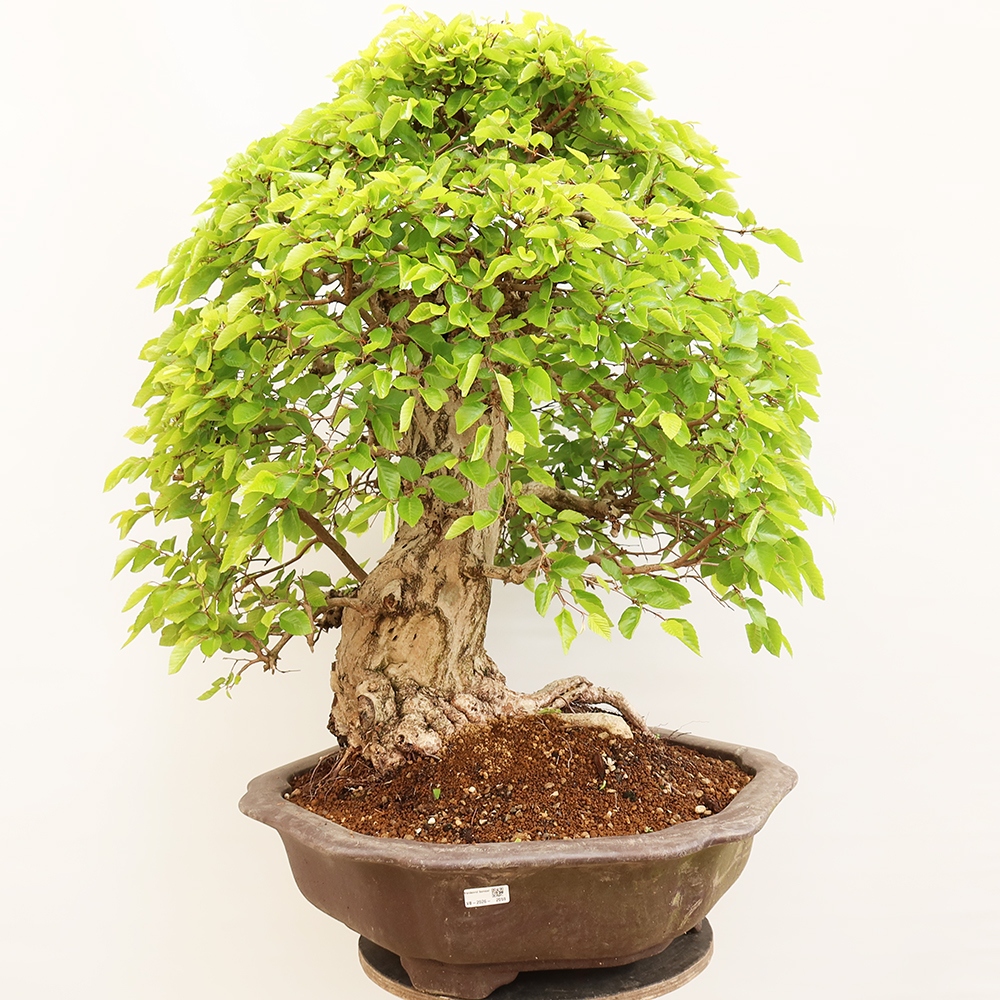 Bonsai voor buiten -Carpinus Coreana - Koreaanse haagbeuk