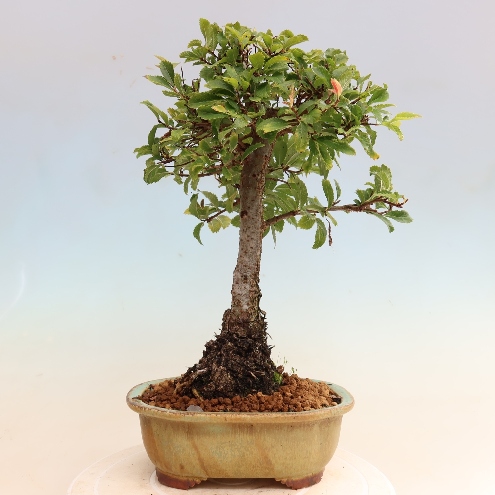 Bonsai voor buiten - Zelkova - Zelkova NIRE