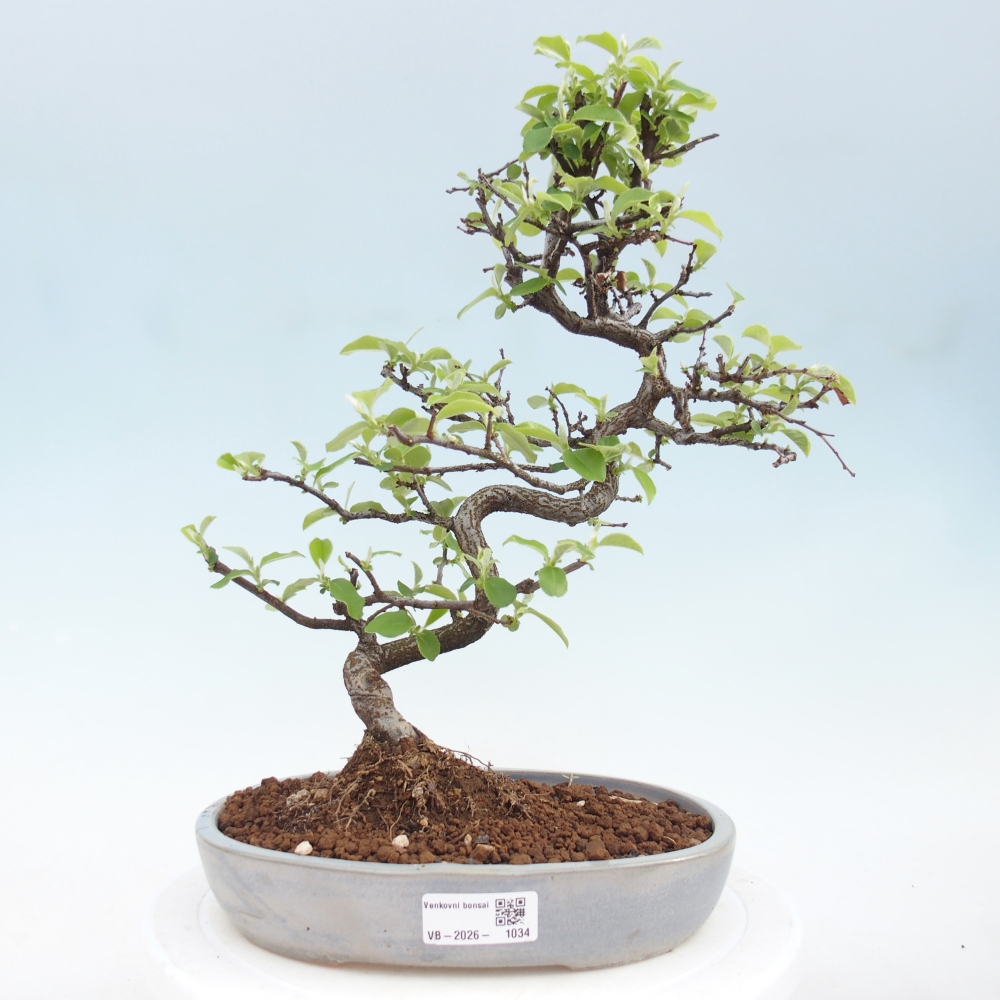 Bonsai voor buiten - Chaneomeles chinensis