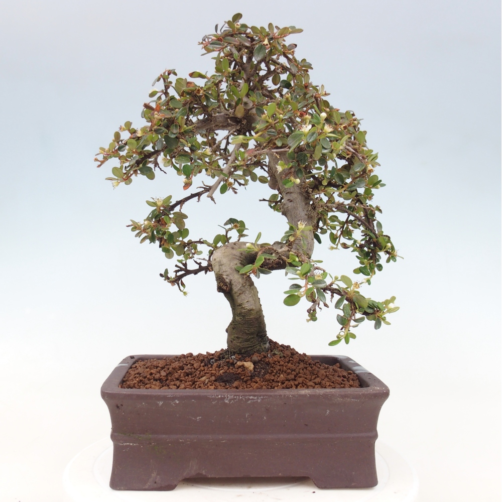 Buitenbonsai-Cotoneaster dammeri - Damer's Rock