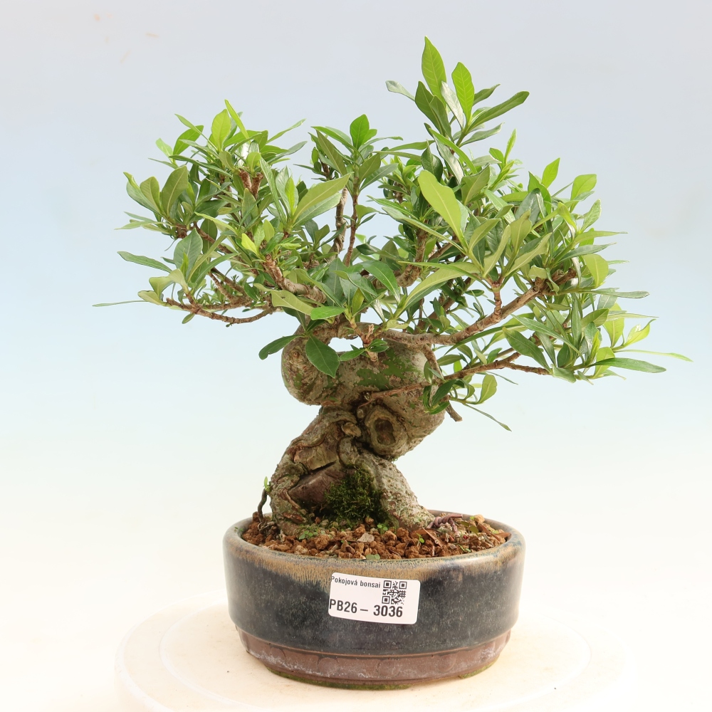 Kamerbonsai - Gardenia jasminoides-Gardenia
