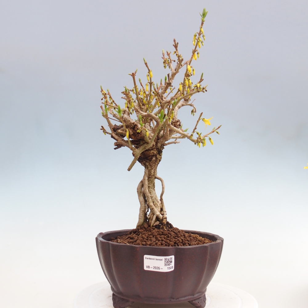 Bonsai voor buiten - Zlatice - Forsythia koreana