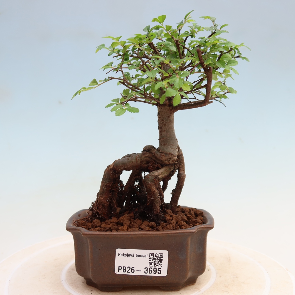 Kamerbonsai - Ulmus parvifolia - Winteriep