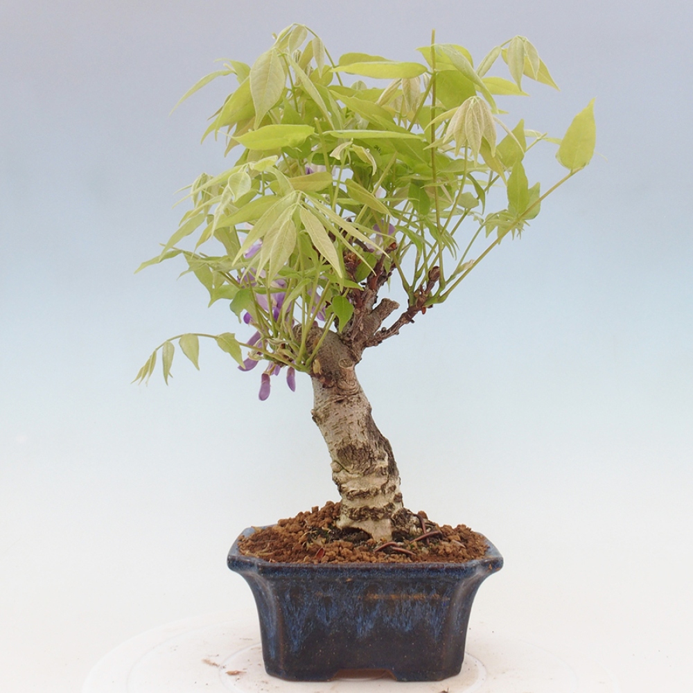 Bonsai voor buiten - Wisteria floribunda