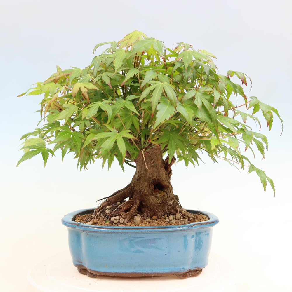 Bonsai voor buiten - Esdoorn Burger - Acer Burgerianum