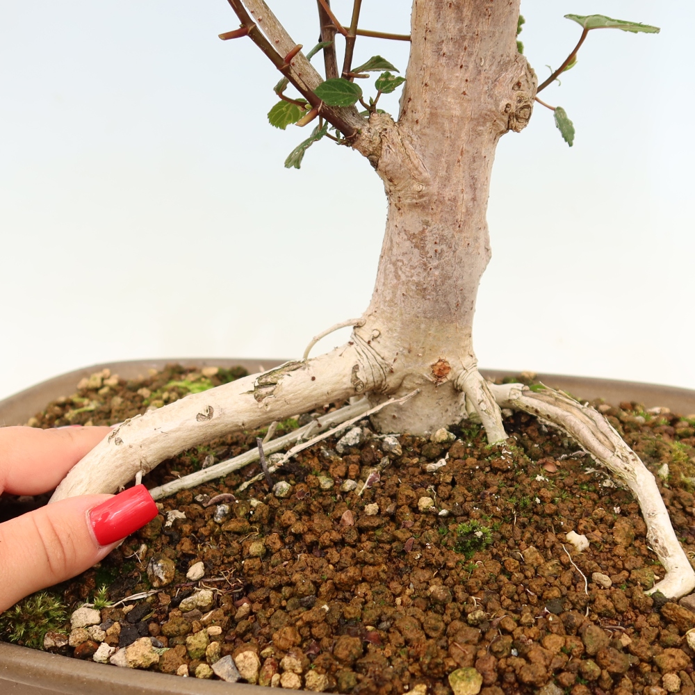 Bonsai voor binnen - Hibiscus tiliaceus - Zee Hibiscus