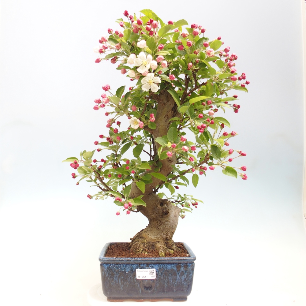 Bonsai voor buiten -Malus halliana - Appelboom met kleine vruchten