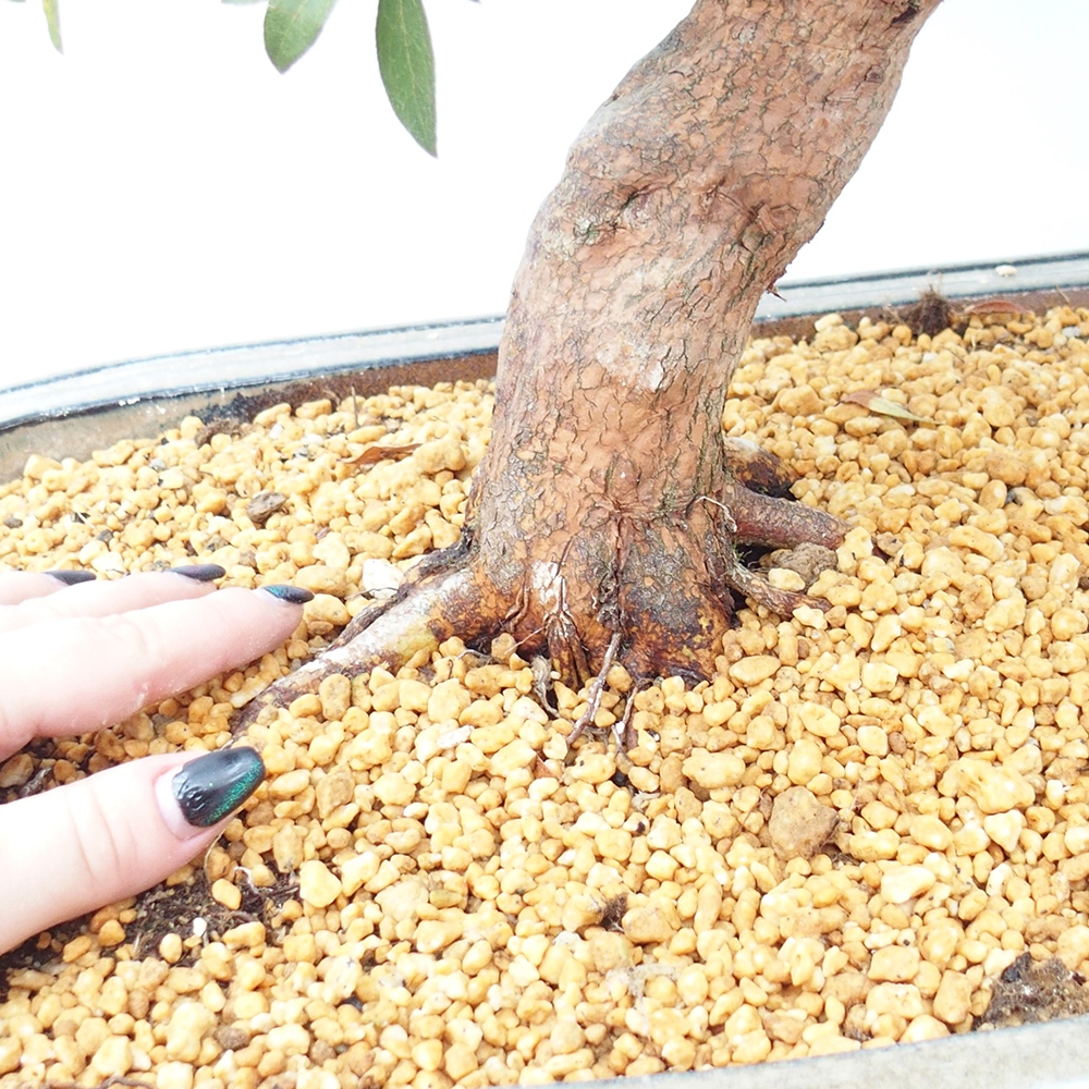 Bonsai voor buiten - Japanse Azalea - Azalea Haruurara