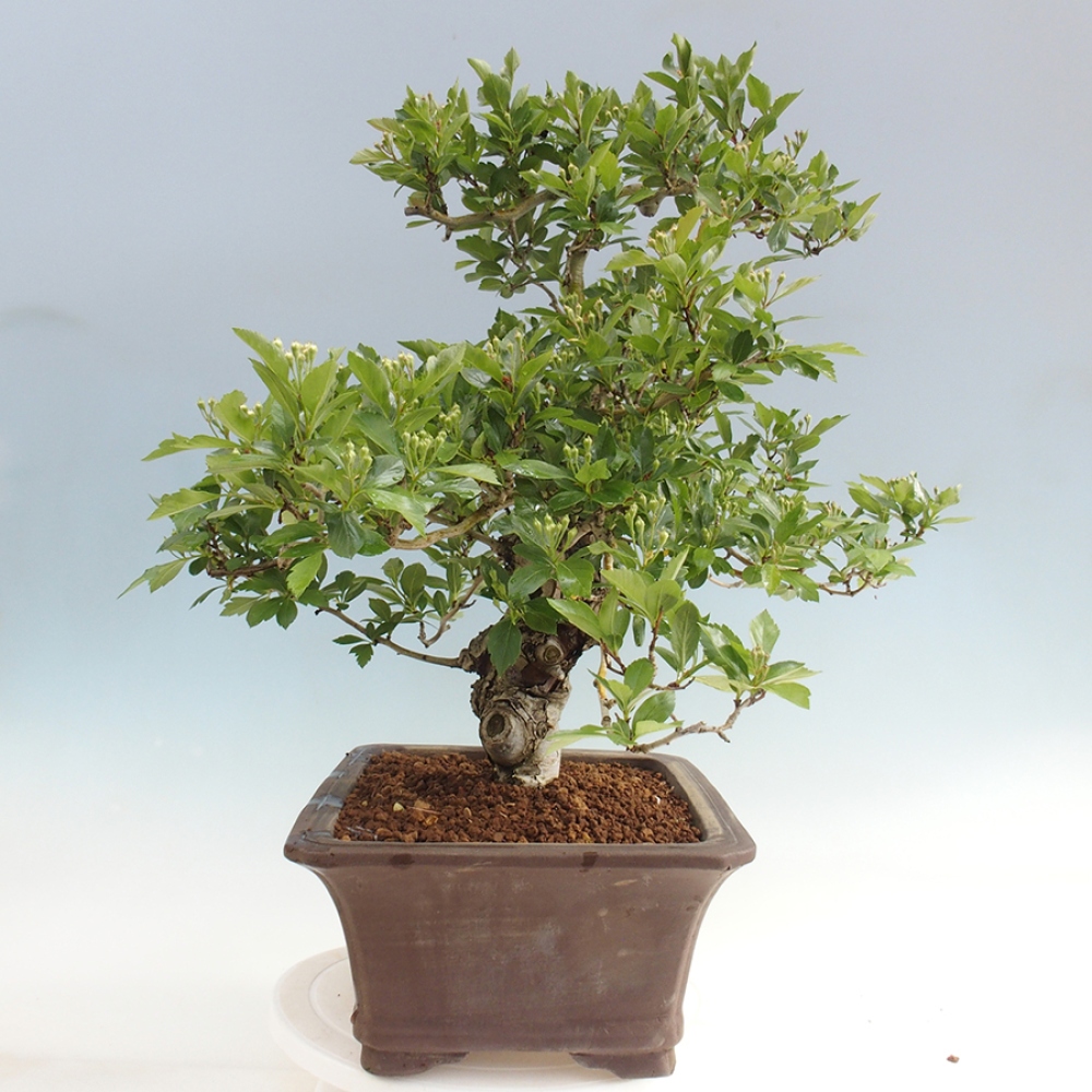 Bonsai voor buiten - Meidoorn - Crataegus cuneata
