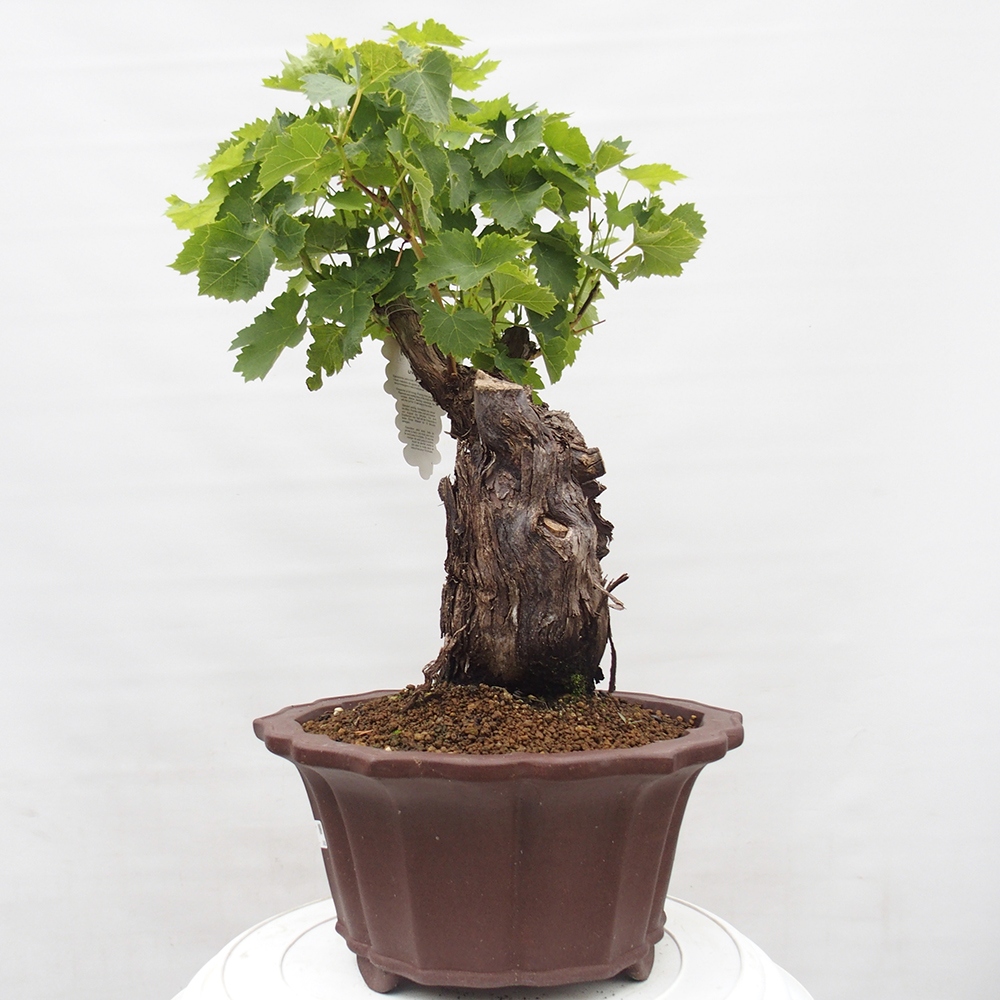 Bonsai voor buiten - Vitis vinnifera MUSKAT ITALIA - Wijnstokken