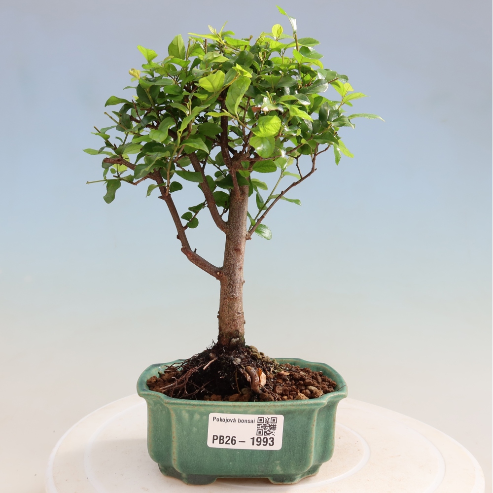 Kamerbonsai - Sageretia thea - Sageretia thea