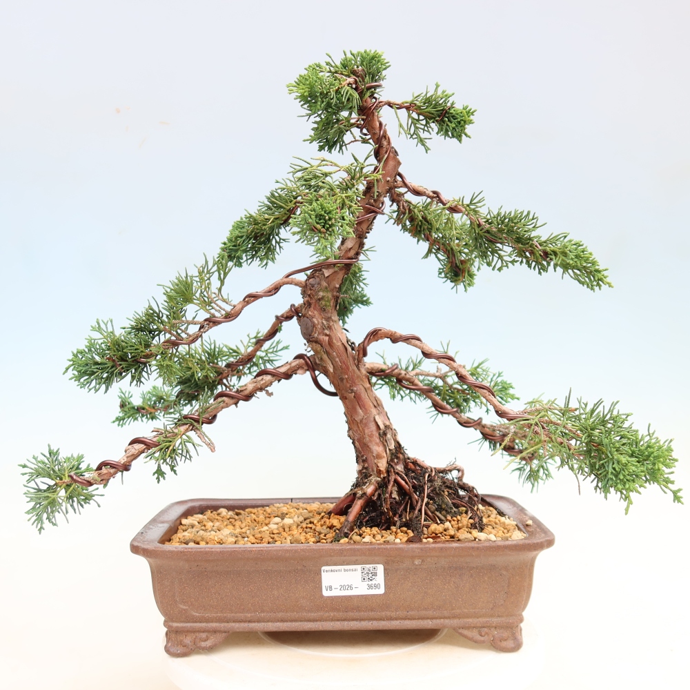 Bonsai voor buiten - Juniperus chinensis Kishu