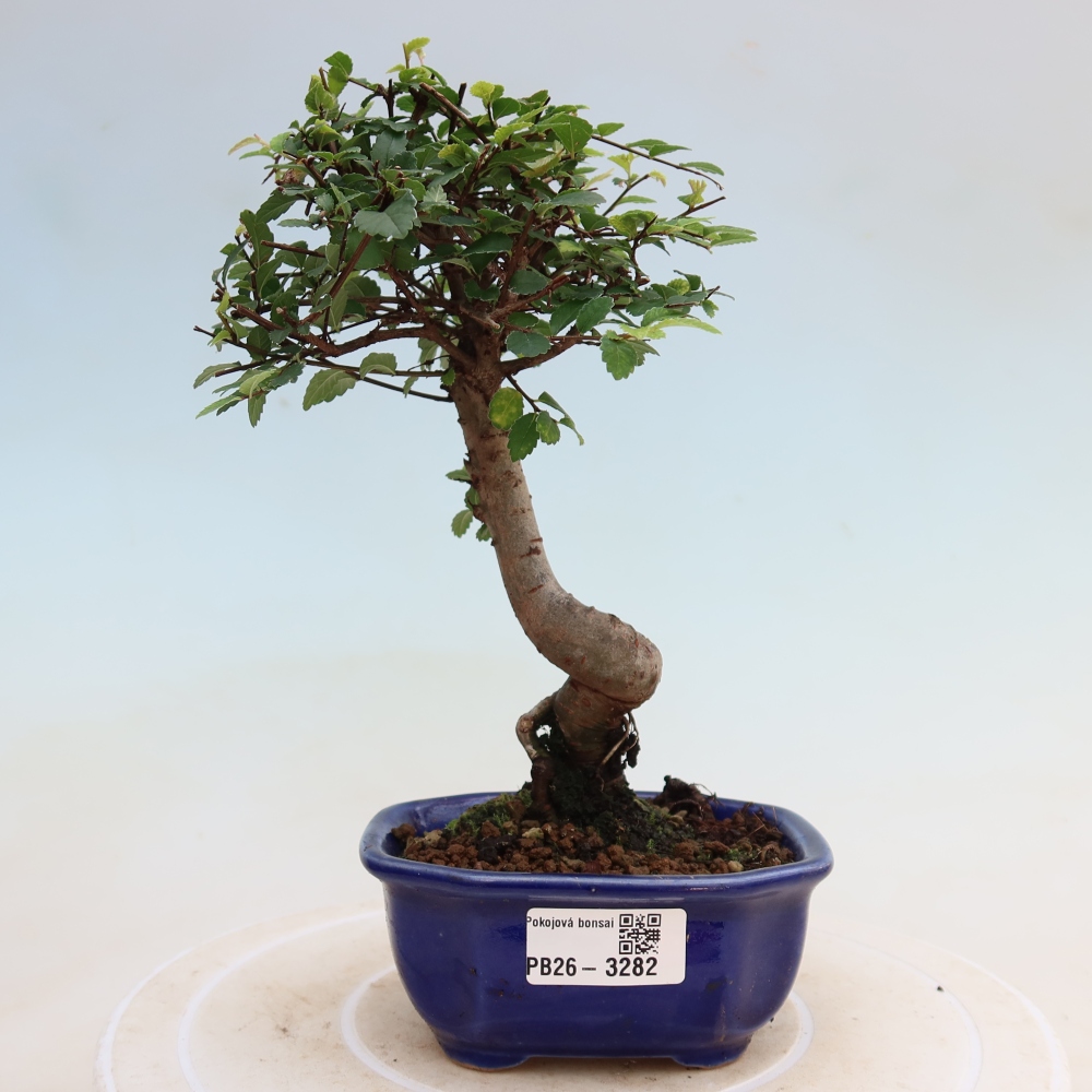 Kamerbonsai - Ulmus parvifolia - Winteriep