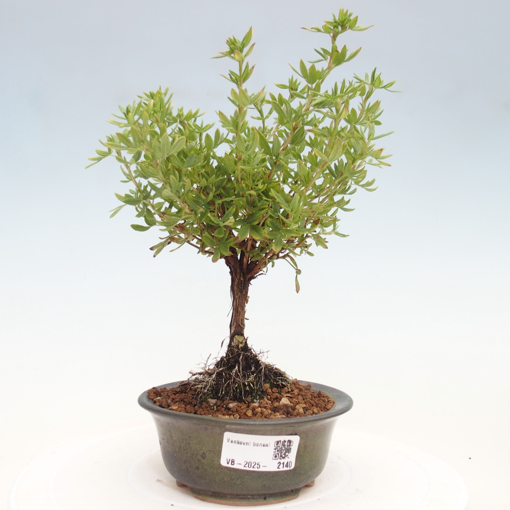 Bonsai voor buiten - Potentila fruticosa gele vogel