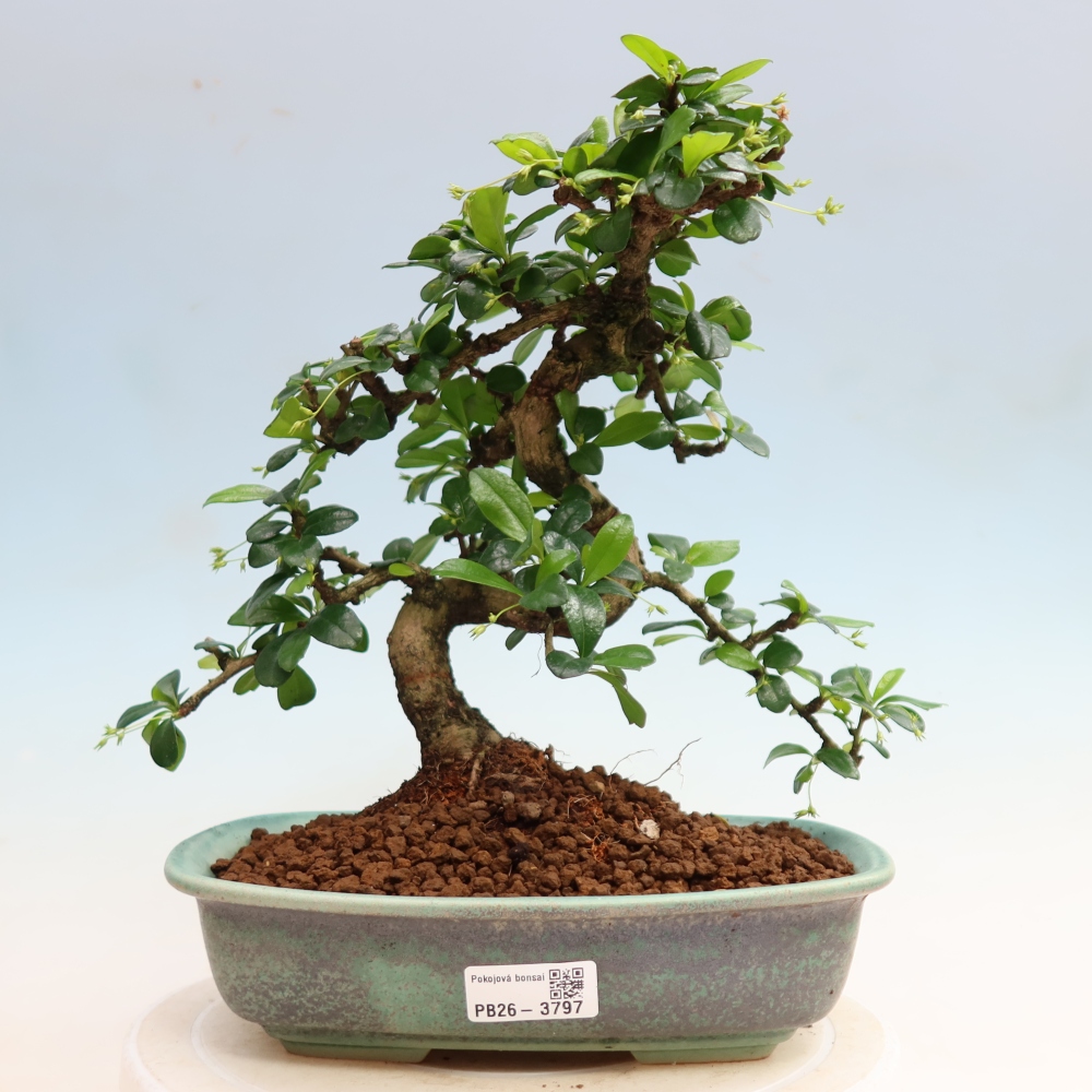 Kamerbonsai - Carmona macrophylla - Thee fuki