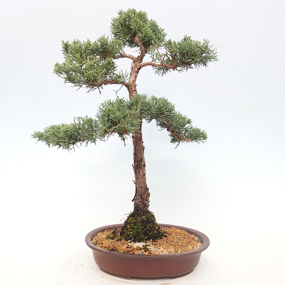 Bonsai voor buiten - Juniperus chinensis Kishu