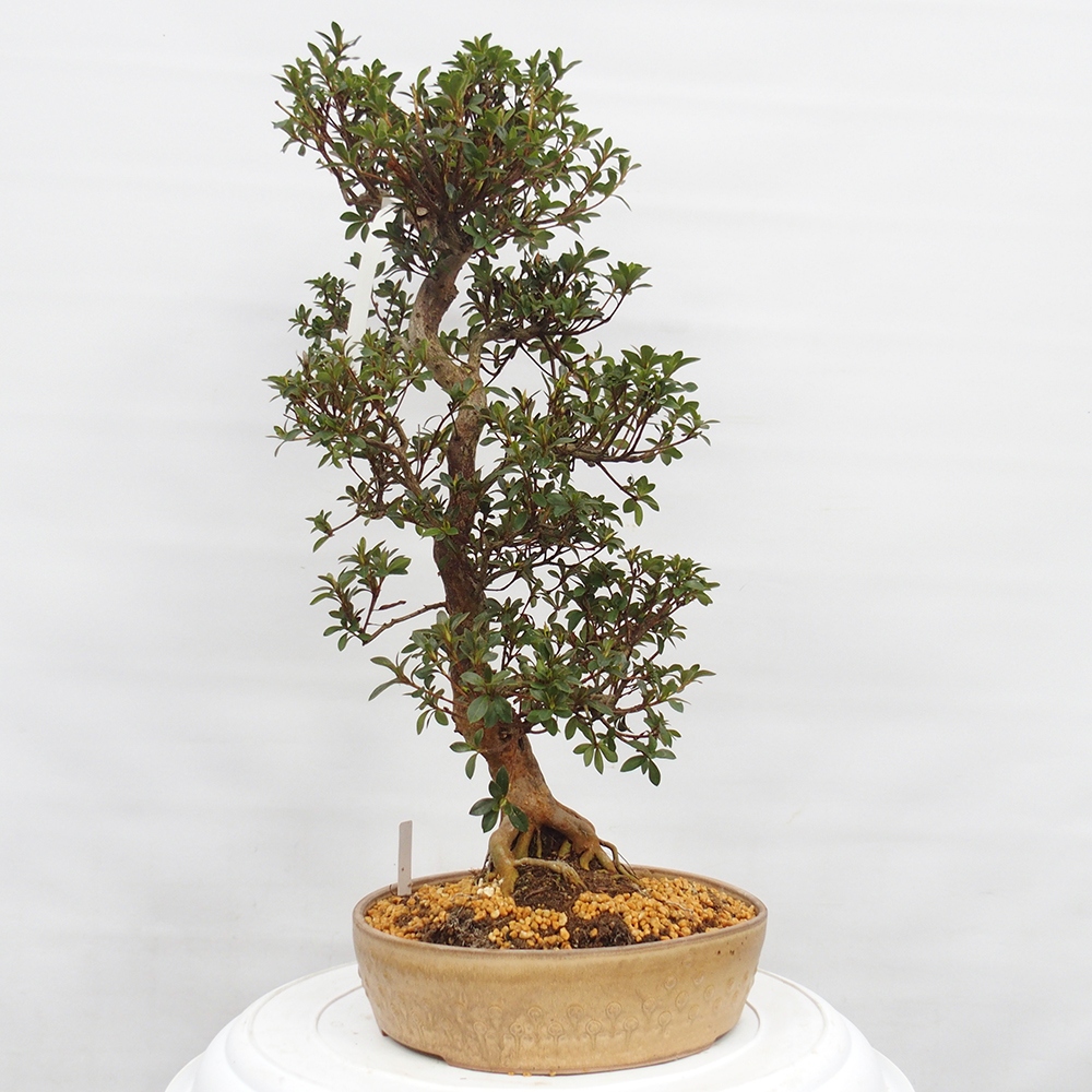 Bonsai voor buiten - Japanse Azalea - Azalea Hanatsuzuri
