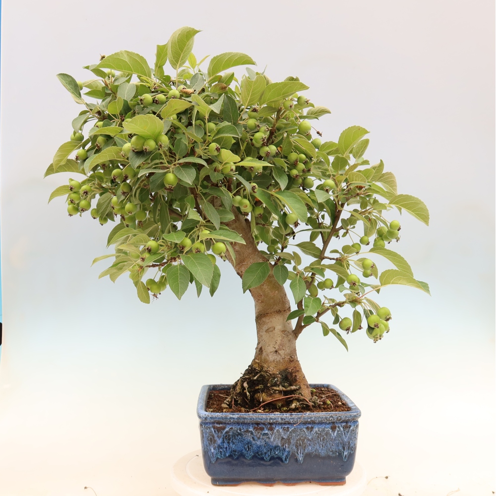 Bonsai voor buiten -Malus halliana - Appelboom met kleine vruchten