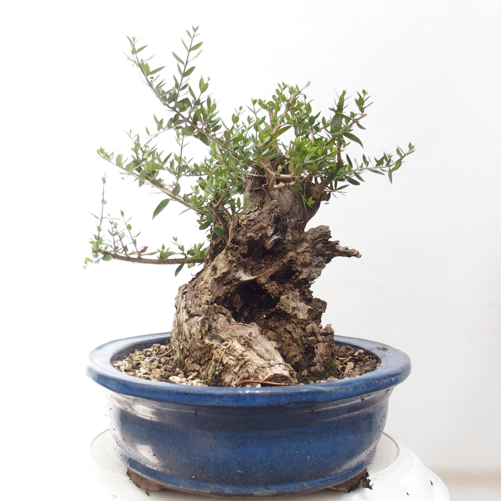 Bonsai voor binnen - Olea europaea sylvestris