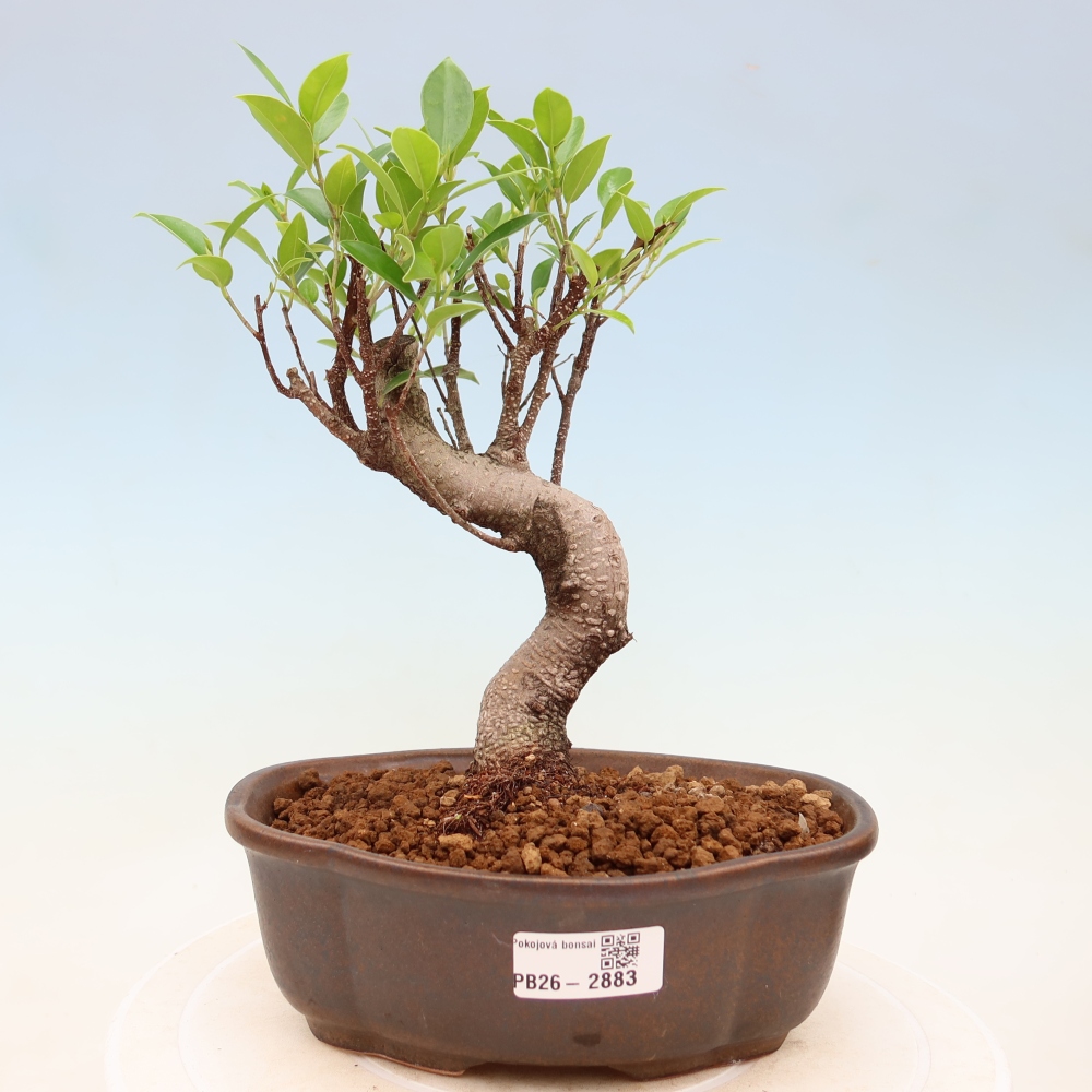 Kamerbonsai - Ficus kimmen - kleinbladige ficus