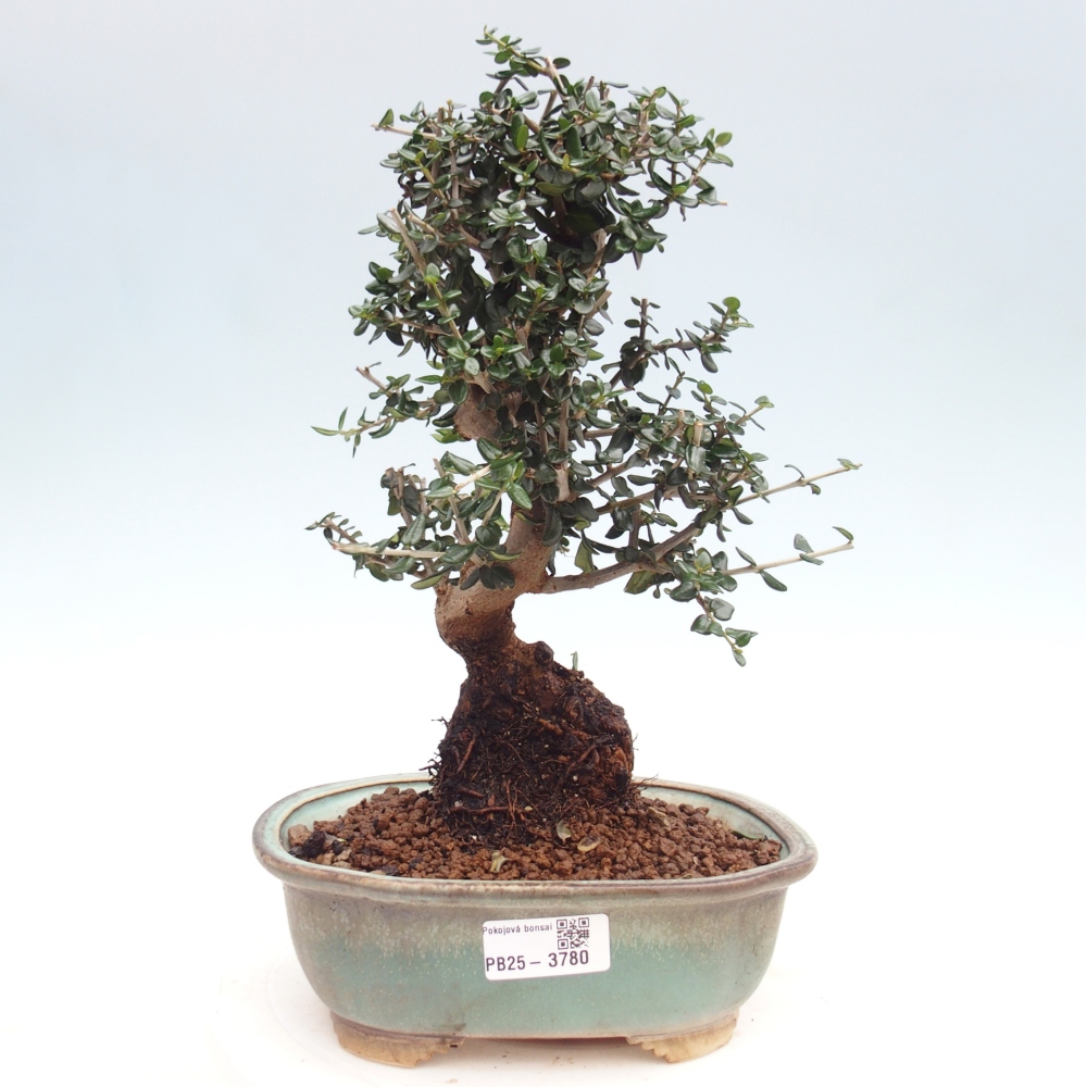 Bonsai voor binnen - Olea europaea sylvestris