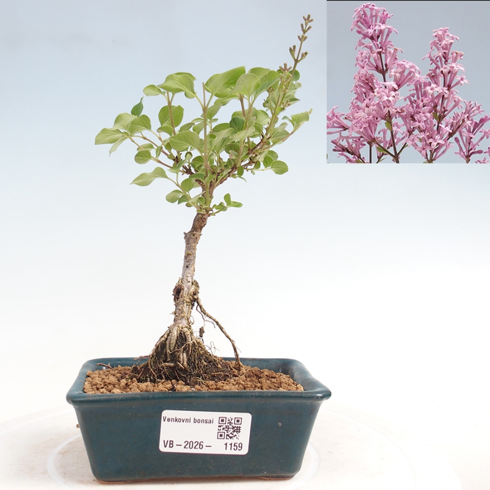 Bonsai voor buiten - Syringa Meyeri Palibin - Meyersering