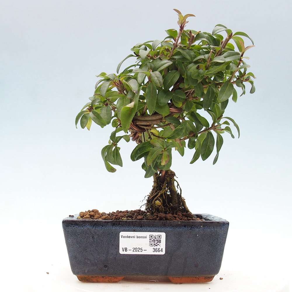 Bonsai voor buiten - Ligustrum vulgare - Vogelsnavel