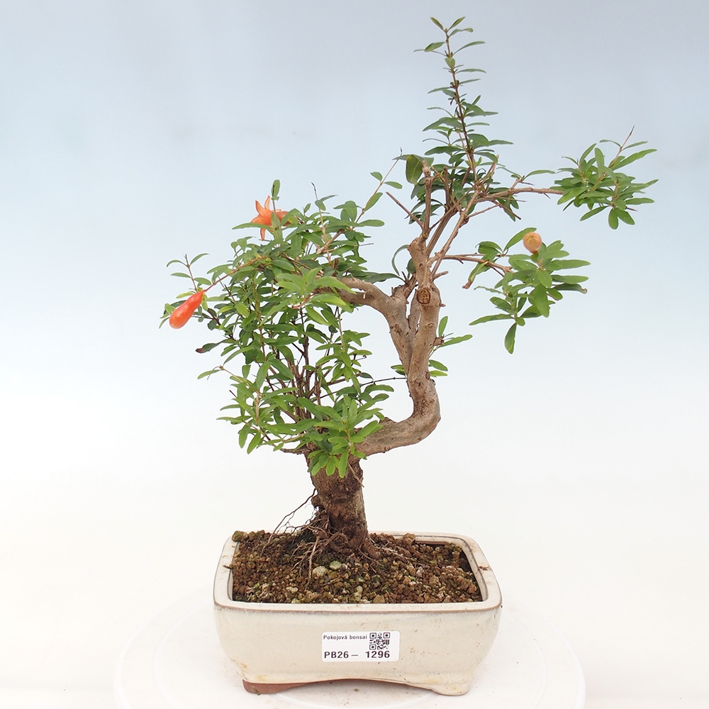 Kamerbonsai-PUNICA granatum nana-Granaatappel