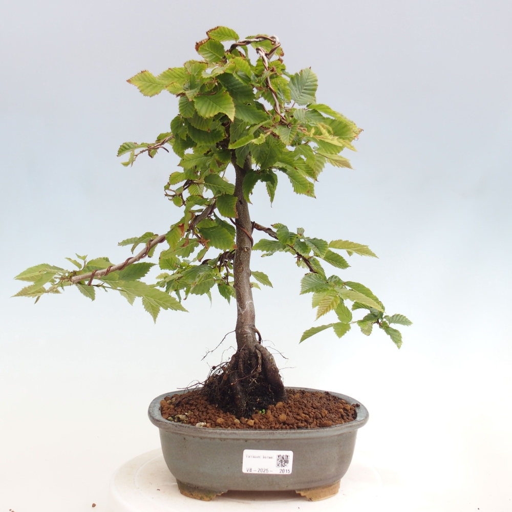 Bonsai voor buiten - Haagbeuk - Carpinus betulus