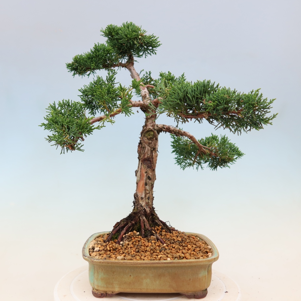 Bonsai voor buiten - Juniperus chinensis Kishu