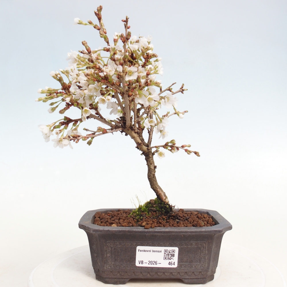 Bonsai voor buiten - Prunus incisa Kojou-no mai-Plivon uitgesneden