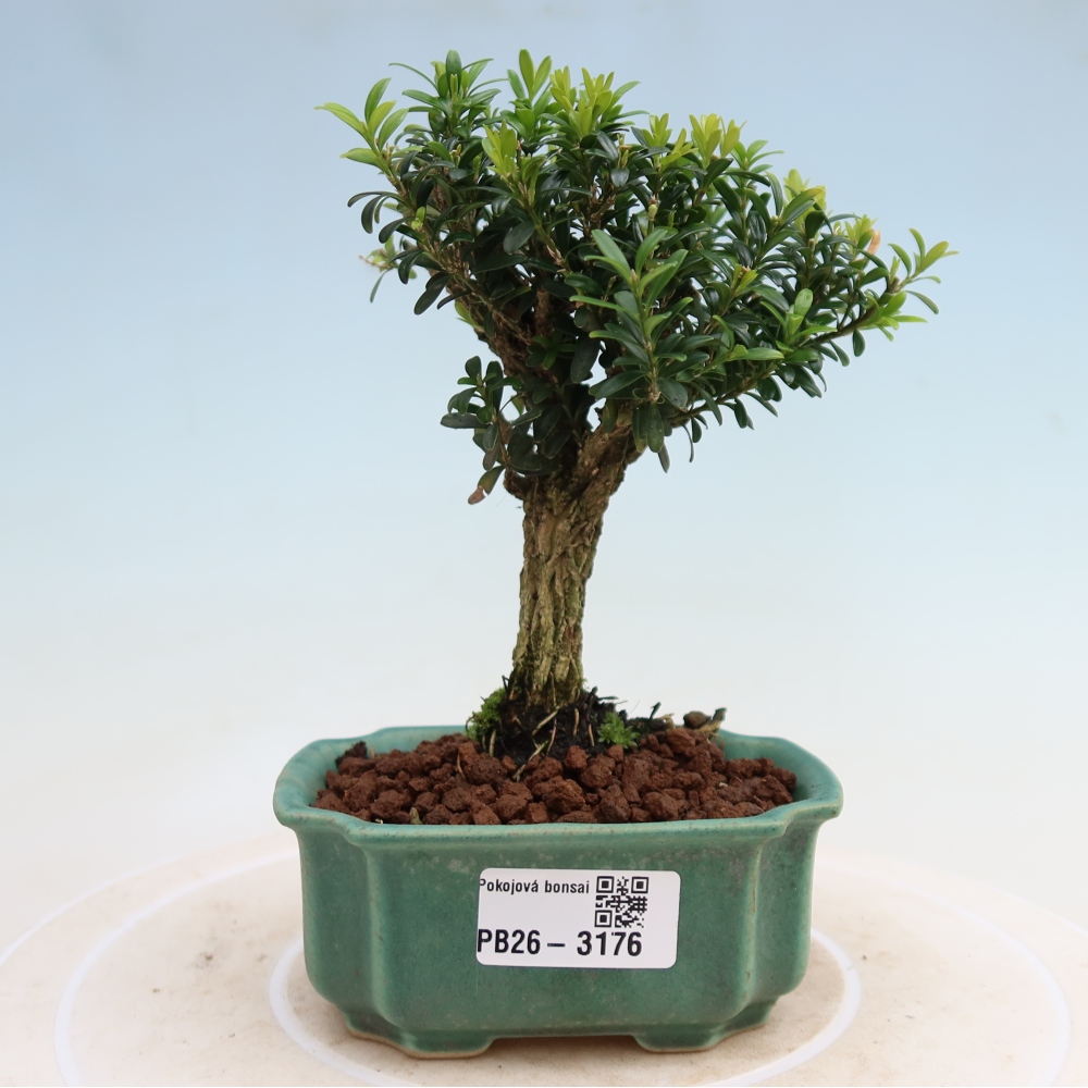 Kamerbonsai - Buxus harlandii - kurk buxus