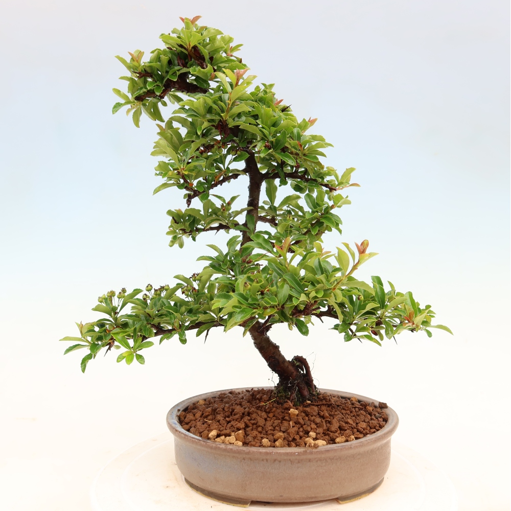 Buitenbonsai - Pyracantha teton - Vuurdoorn