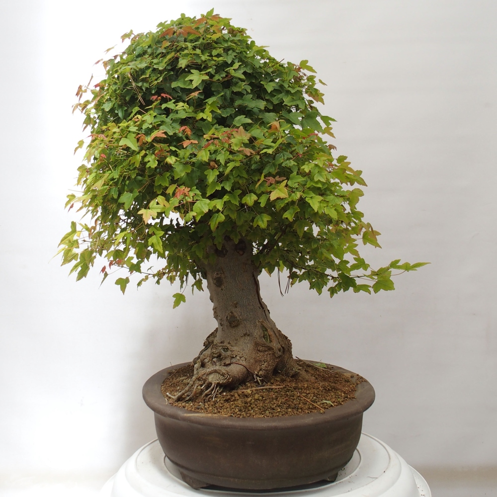 Bonsai voor buiten - Acer Buergerianum - Burgeresdoorn