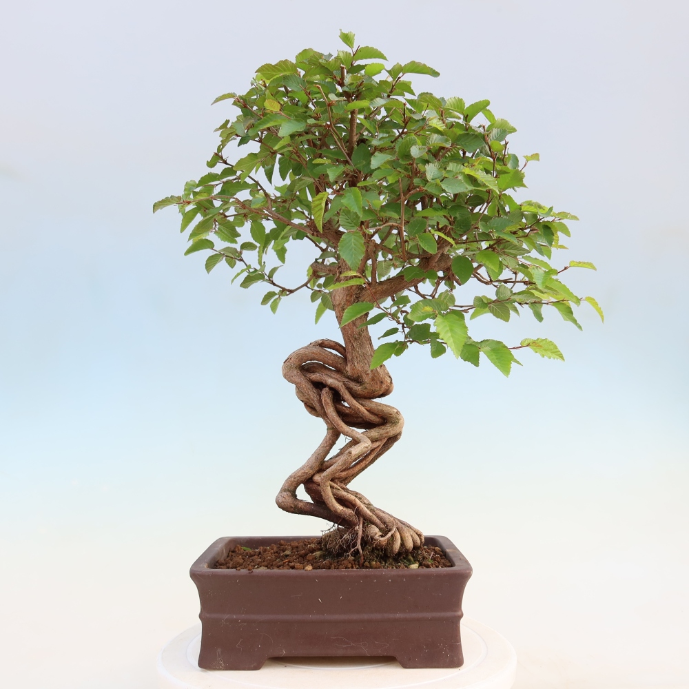 Bonsai voor buiten -Carpinus Coreana - Koreaanse haagbeuk