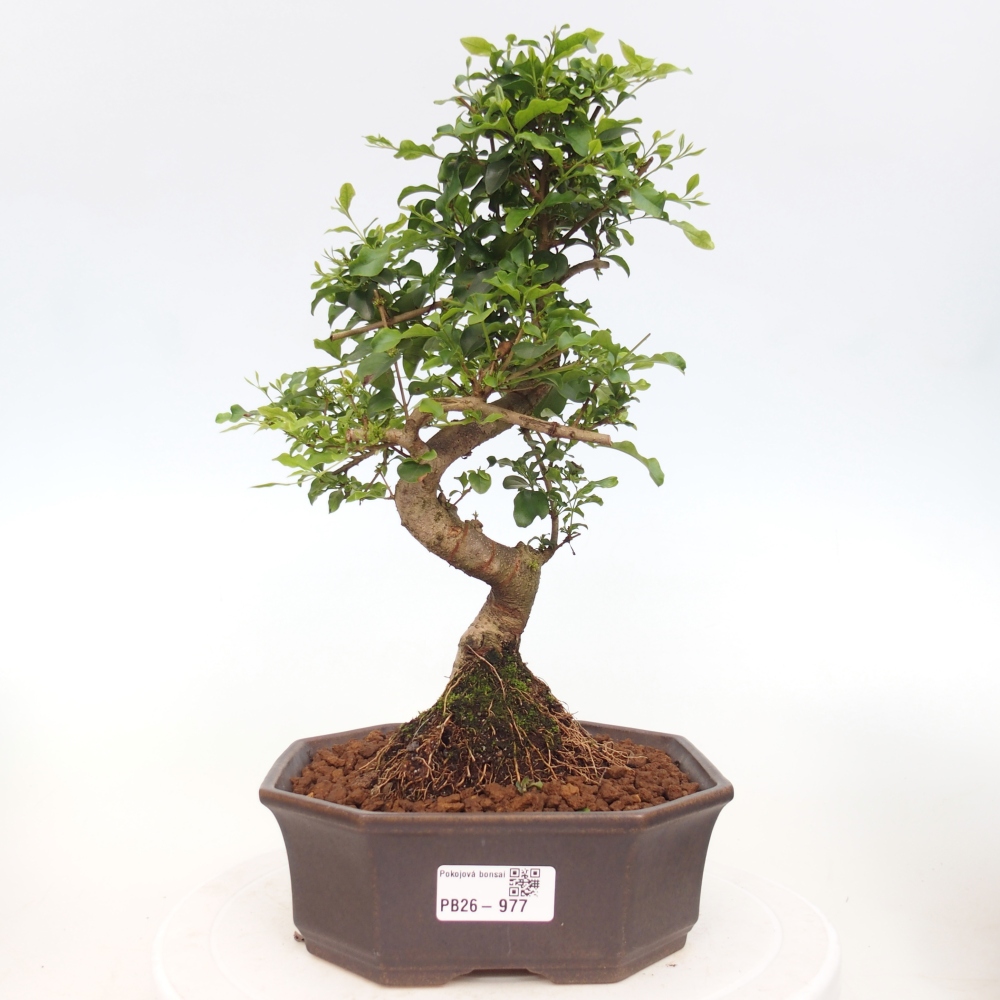Kamerbonsai -Ligustrum chinensis - Vogelsnavel