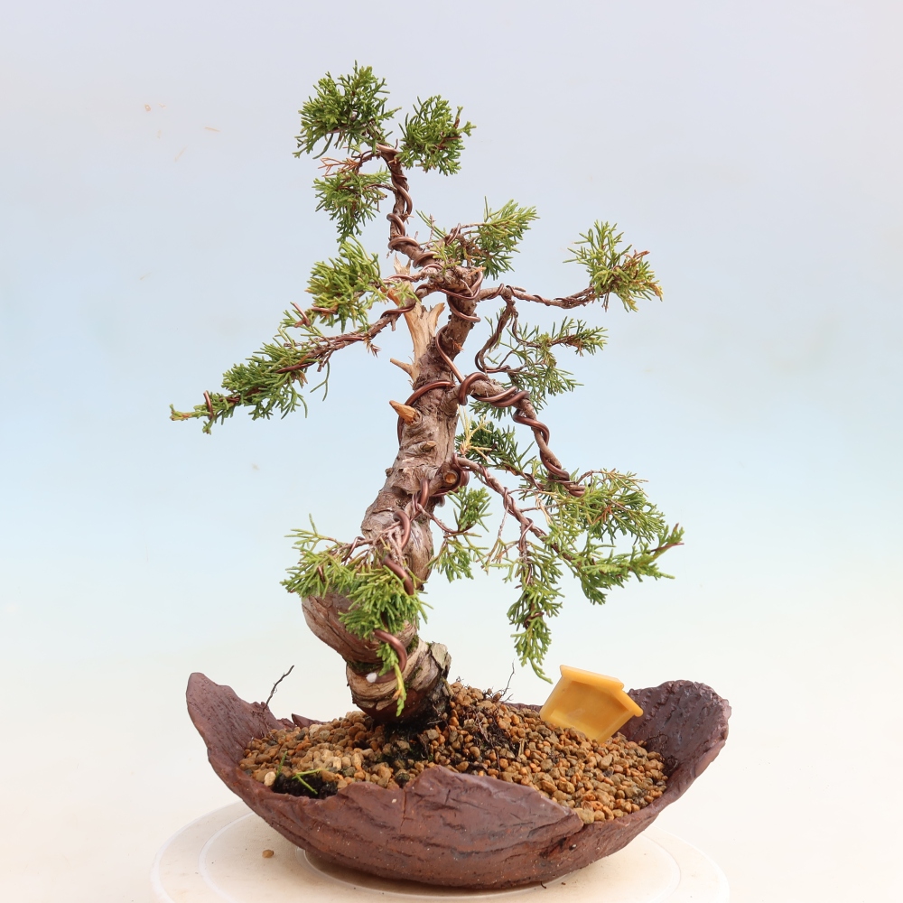 Bonsai voor buiten - Juniperus chinensis Itoigawa-Juniperus chinensis