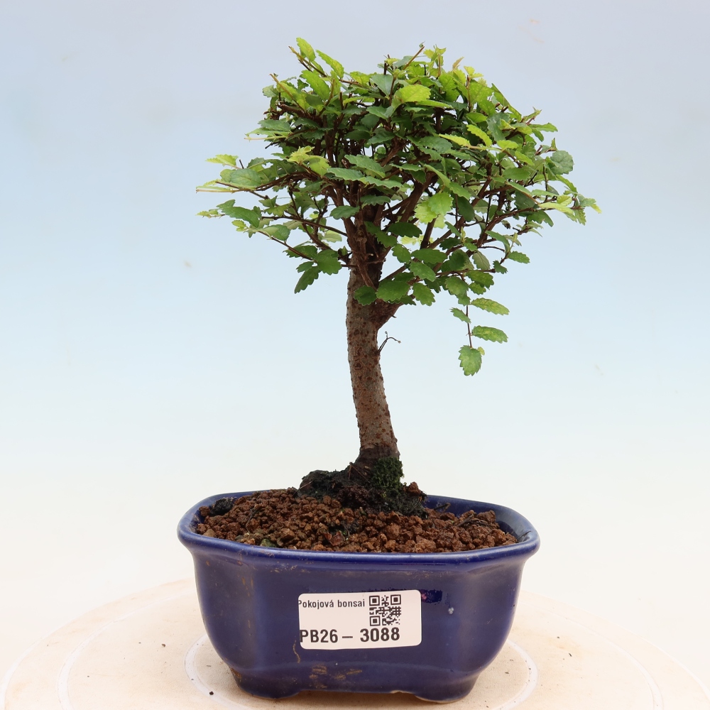 Kamerbonsai - Ulmus parvifolia - Winteriep