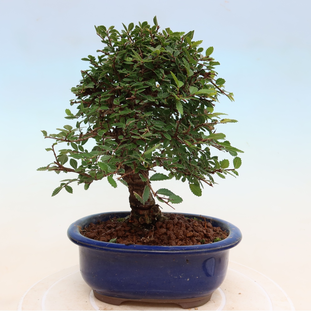 Bonsai voor buiten - Zelkova - Zelkova NIRE