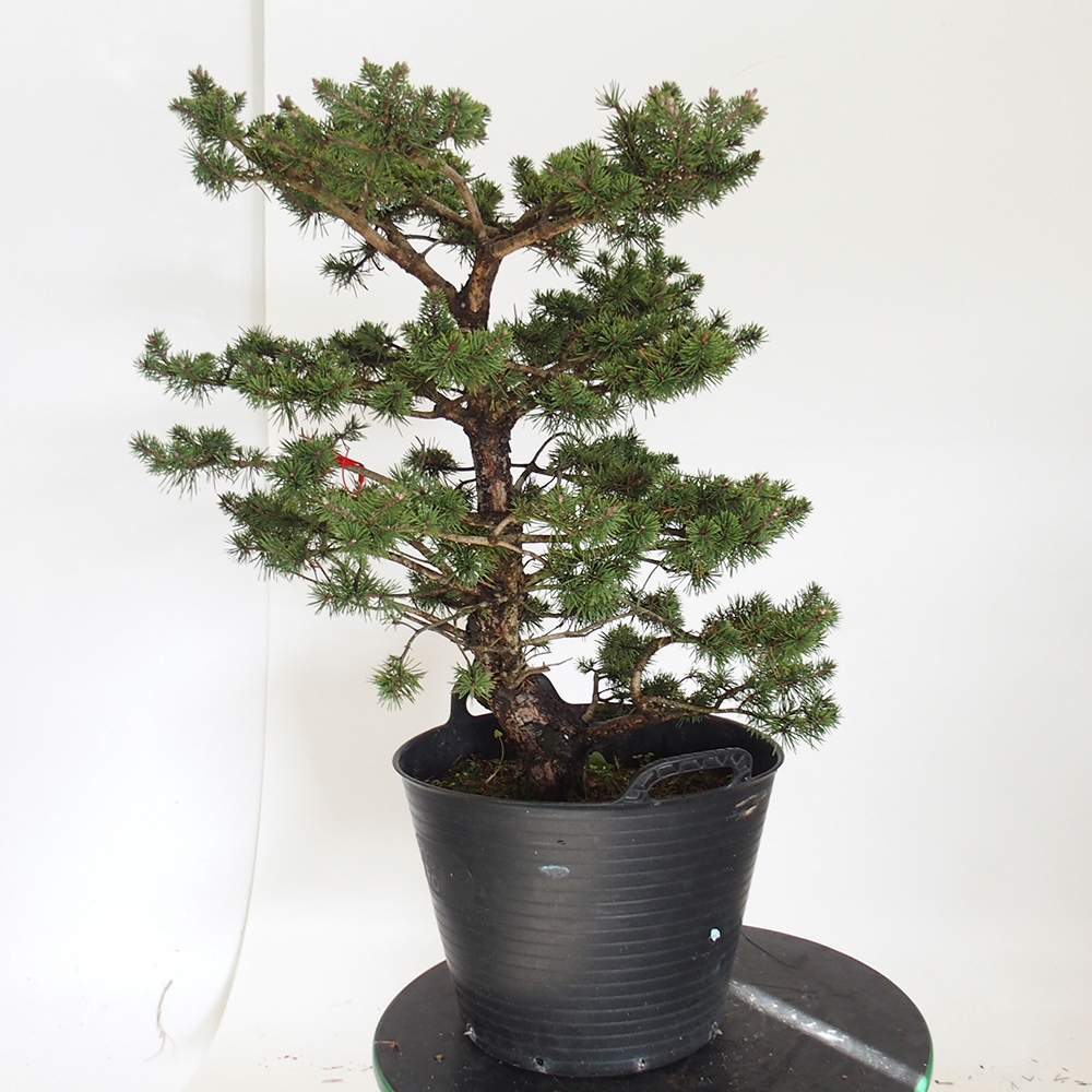 Yamadori - Pinus sylvestris Spanje