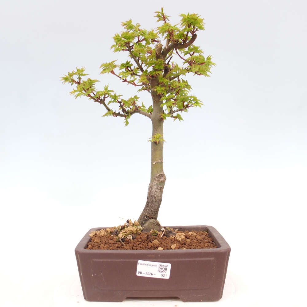 Bonsai voor buiten -Javor palm Acer palmatum Shishigashira